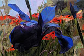 John Hartman: Purple Siberian Iris, 2002